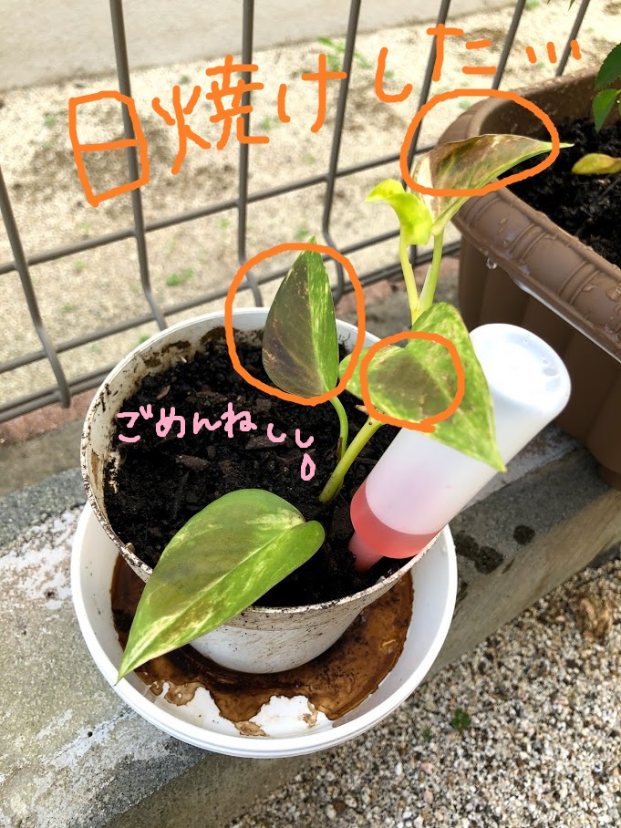 愛でる 植物を育てはじめました 株式会社 和泉プロパン